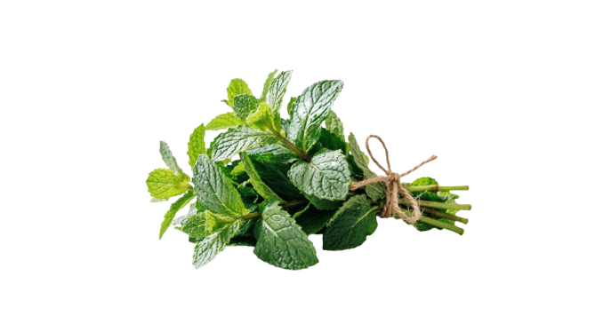 1 Bunch Fresh Pudina (Mint)
