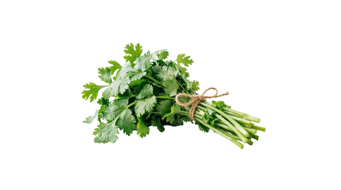 1 Bunch Fresh Dhaniya (Coriander leaves)